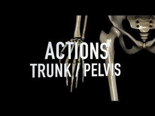 Actions: Trunk - Pelvis