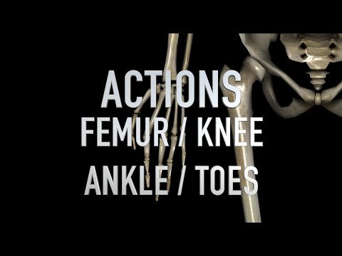 Actions: Femur - Knee - Ankle - Toes