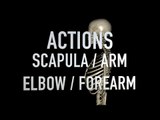 Actions: Scapula - Arm - Elbow - Forearm
