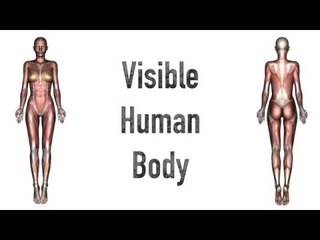 Visible Human Body