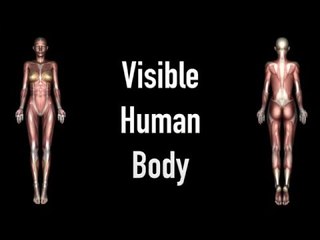 Visible Human Body - Black Background