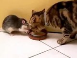 Rat and cat sharing food