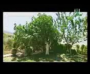 فوائد التين والزيتون للشيخوخة للشيخ جاسم المطوع