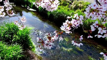 Mt. Fuji in UNESCO World Heritage sakura