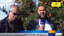 الجزائر | معسكر : البرتقال المغربية تغزو السوق والفلاحون مستاؤون