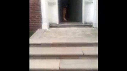 Tiny Puppy Finds New Way Downstairs