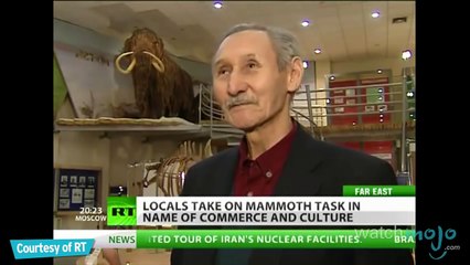 Top 5 Facts about Mammoths