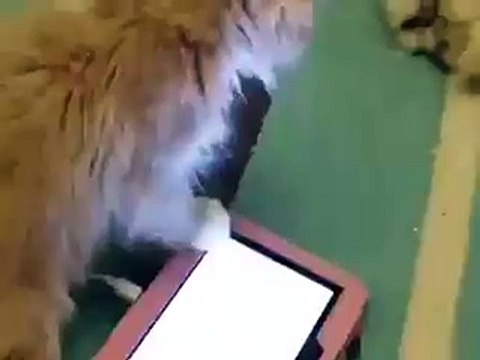 Kitten Trying the Buterfly on iPad