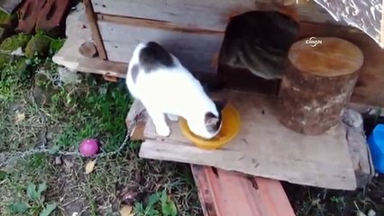 Kedi ve köpeklerin şaşırtan dostluğu