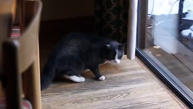 ОБАЛДЕТЬ! Такого вы еще не видели ! Кот против Рыси ! Cat vs Bobcat