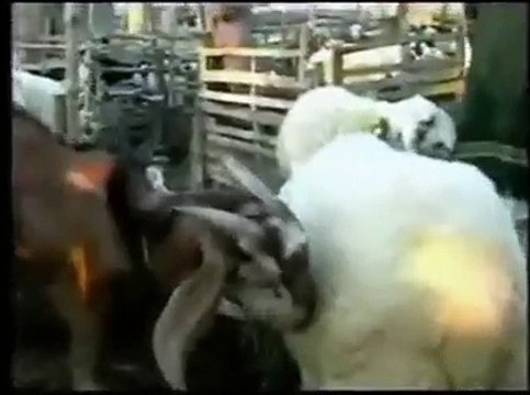 funny Punjabi Clips totay bakra mandi lamb market qurbani eid qasai punjabi new upcoming videos punjabi latest videos punjabi funny clips
