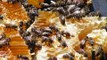 Мультик про пчелу. Что такое пчёлы и чем они занимаются. Развивающий мультик