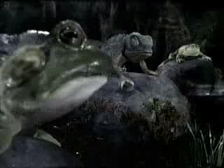 Budweiser - Frogs & Lizards