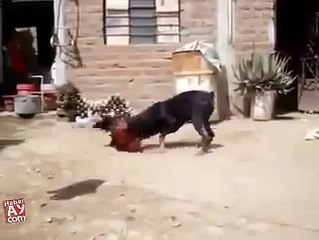 Собака против петуха Супер Бой