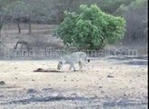 Rare asiatic lion amazing video was lion killed by a pangolin in gir forest of gujarat