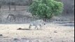Rare asiatic lion amazing video was lion killed by a pangolin in gir forest of gujarat