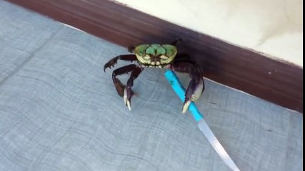 Crab armed with knife