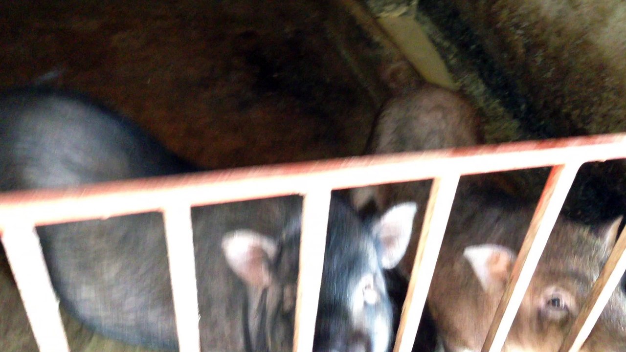 LOL Black Pig in Viet Nam