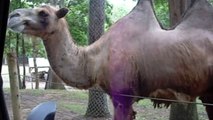 Camel Eats Bucket - Funny Animals Channel