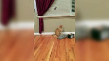 Cat's Tail Stuck on Toy Helicopter - Funny Animals Channel