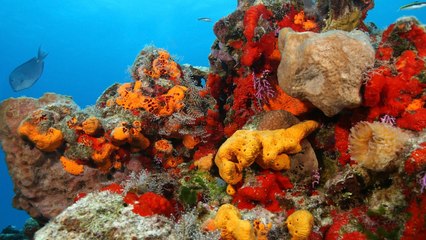 Top 10 Oldest Living Things on Earth