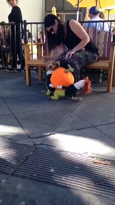 walking Dog like had sex with little baby, funny sex jokes