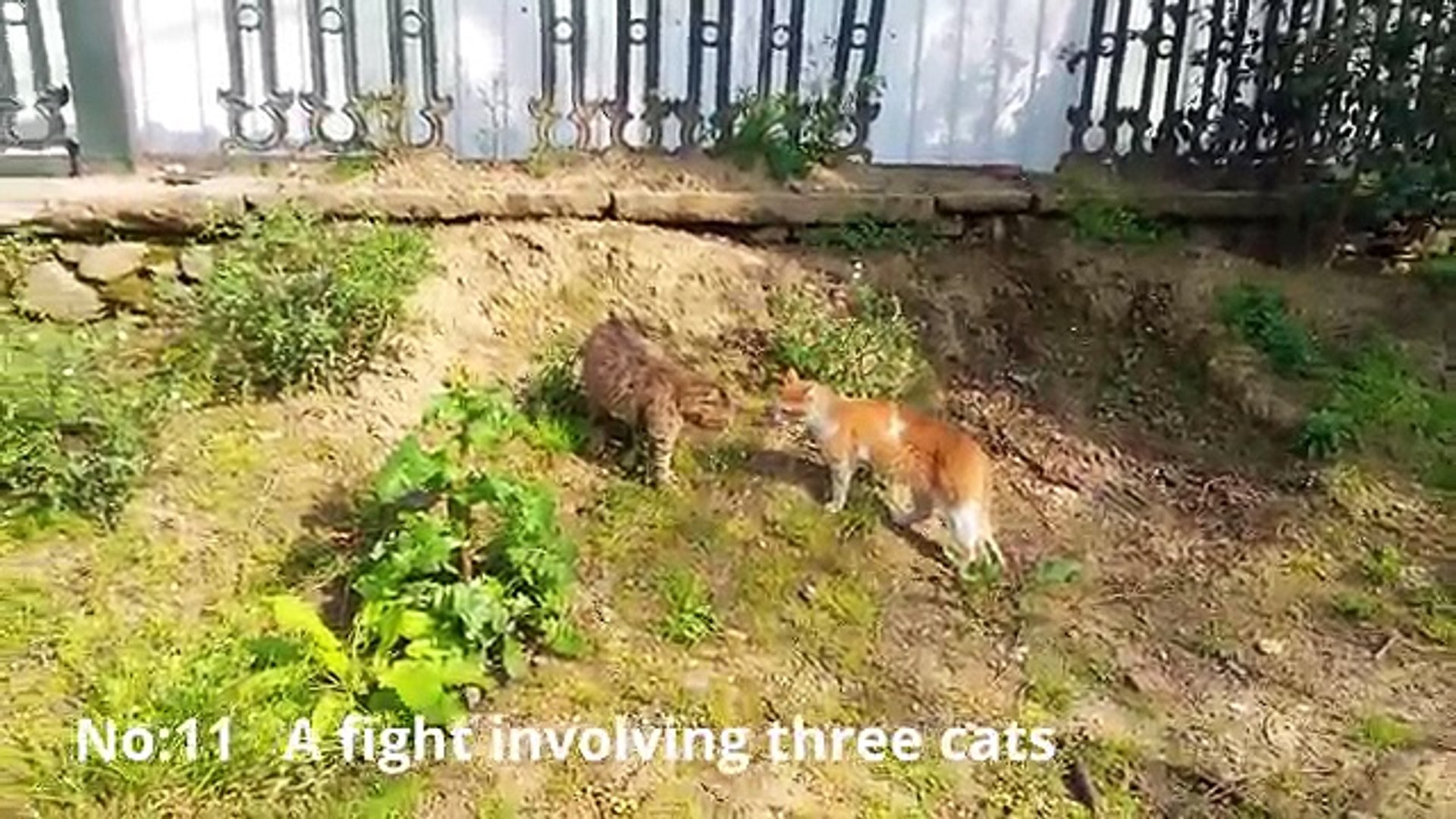 Funny Cats - Funny cat videos 2016