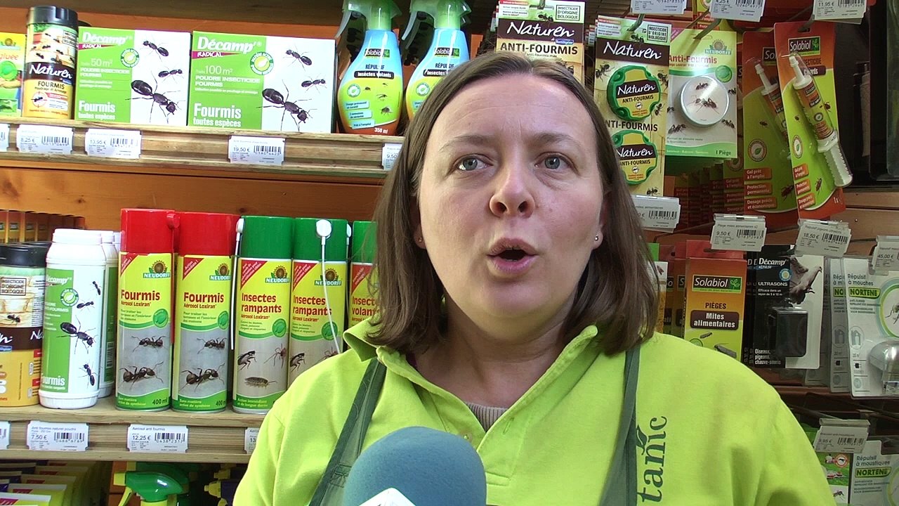 D!CI TV - "Beaucoup de papillons, donc à nouveau beaucoup de chenilles pour l'année suivante" l'analyse de Botanique