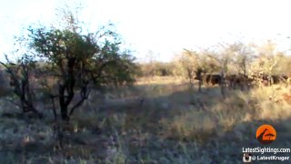 Buffaloes Stop 3 Male Lions From Killing Another Lion - Graphic