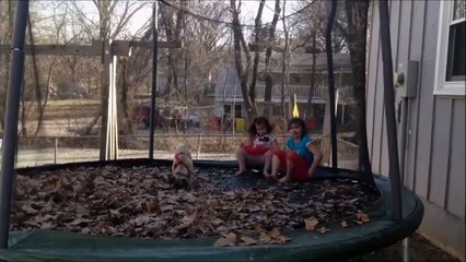 Quand le chien se lache sur le trampoline
