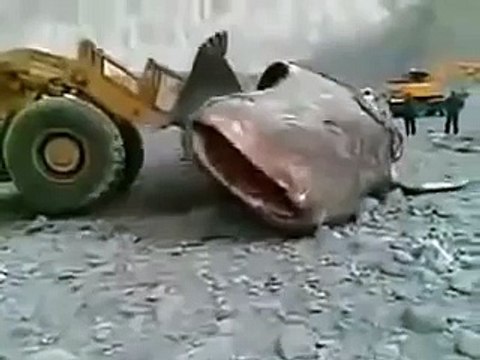 Самый большой Сом в мире! The biggest catfish in the world !