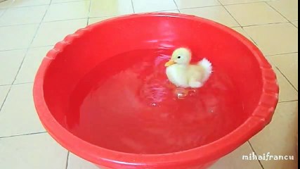 Cute Duckling  - Funny baby Duckling