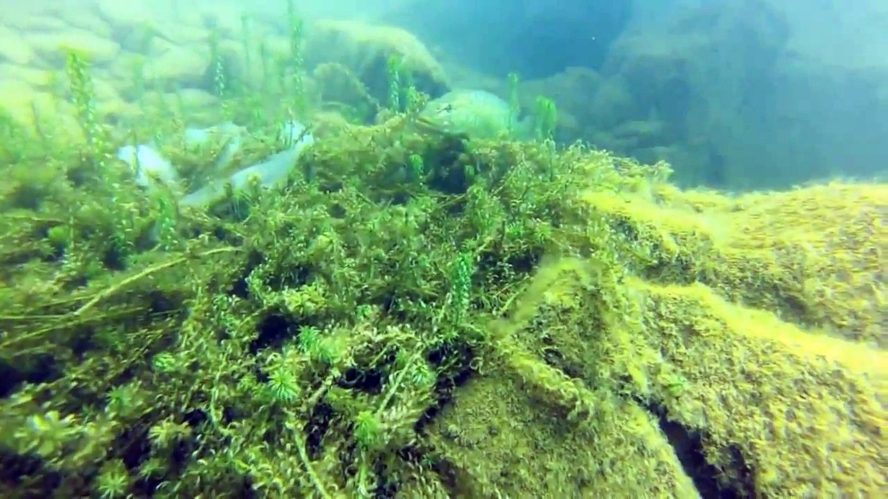 Щука и окунь под водой