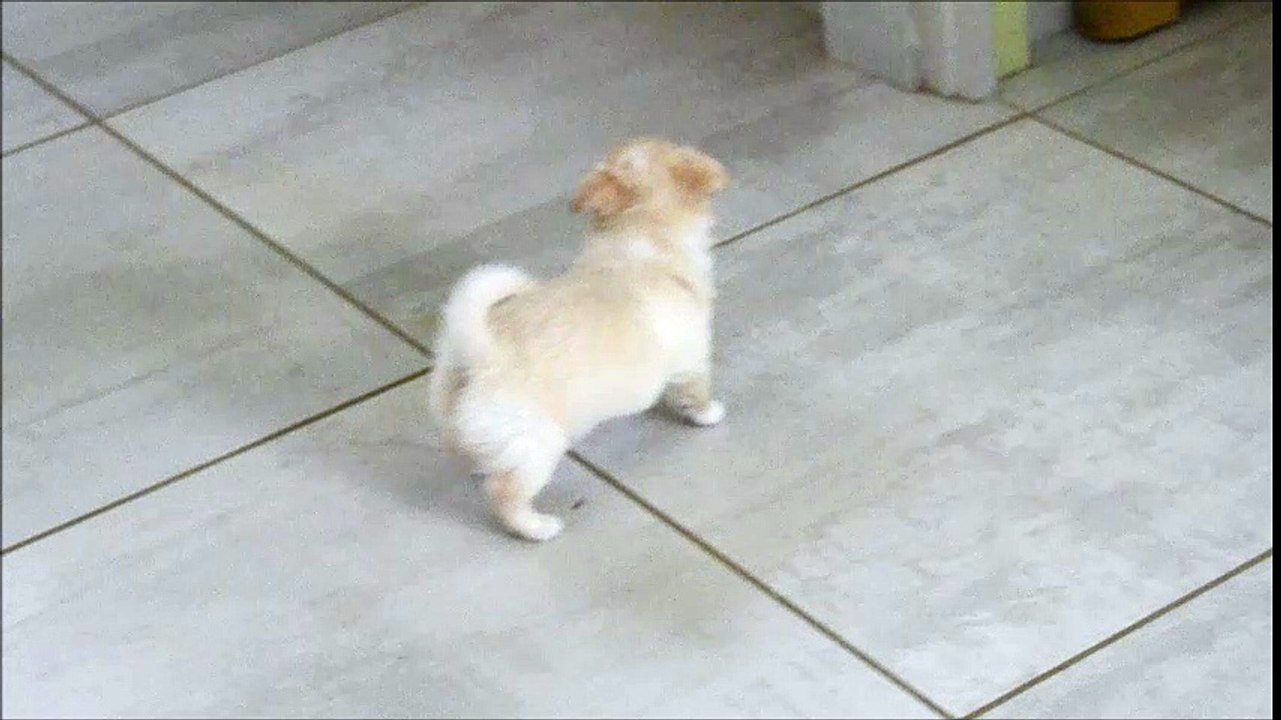 Macao bébé chihuahua Poil long  de 5 semaines. Elevage du Moulin aux Merles