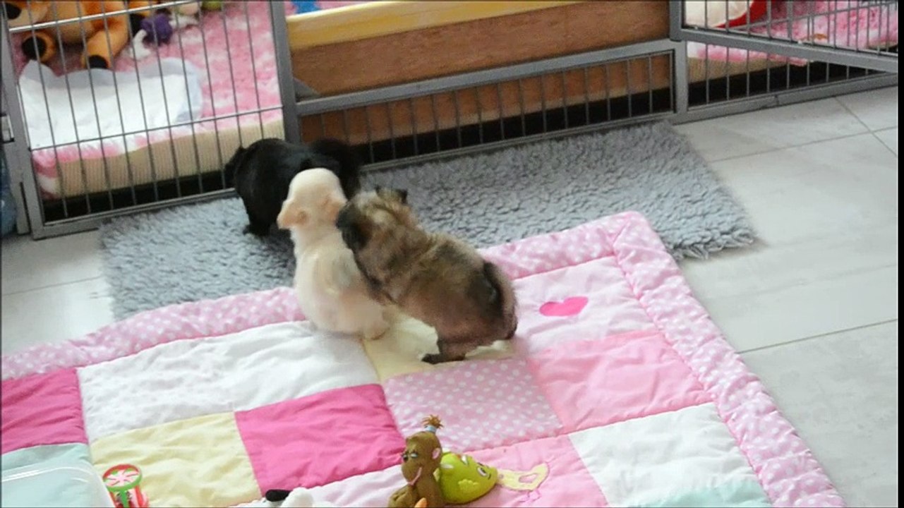 Les bébés  d'Isis du Moulin aux Merles et de Dollhouse Jayan, chihuahua poil long, ont 5 semaines