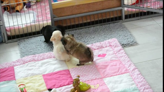 Les bébés d'Isis du Moulin aux Merles et de Dollhouse Jayan, chihuahua poil long, ont 5 semaines