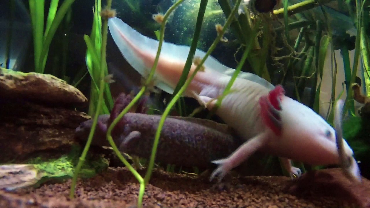 Repas ponyo et sosuké