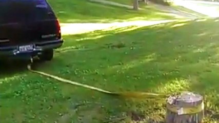 Do It Yourself Stump Removal Isn't Always A Good Idea