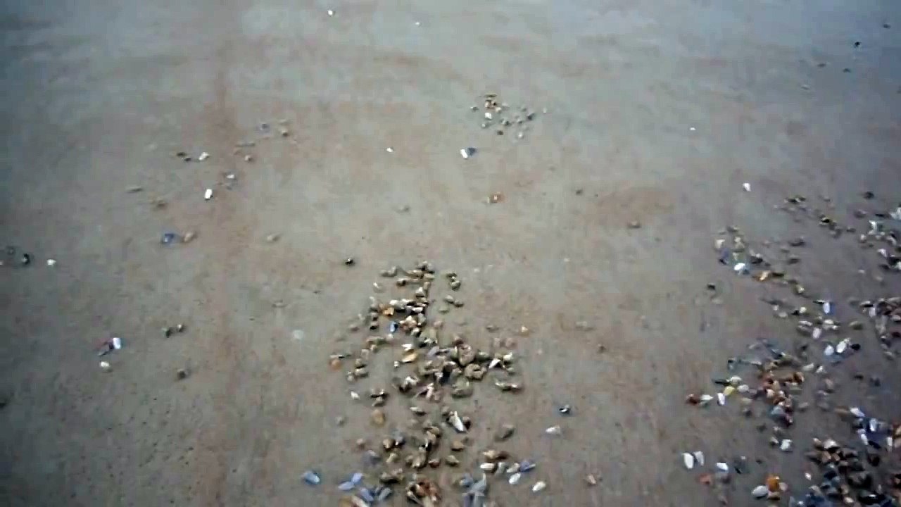 Des milliers de palourdes sortent du sable
