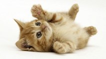 The Best Funny Cat Videos Compilation :) En Komik Kedi Videoları #3