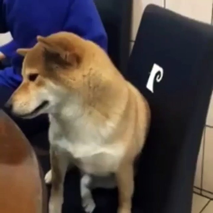 Sneezing doge