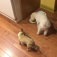 Un perro al que no le gusta la soledad