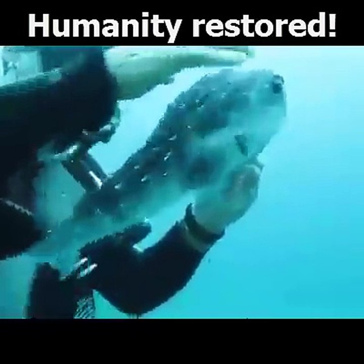 Humanity retored