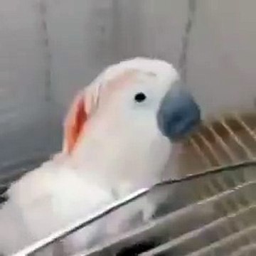 100 раз смотрела, все равно РЖУ