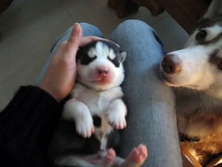 One Week Old Fat Husky Puppy