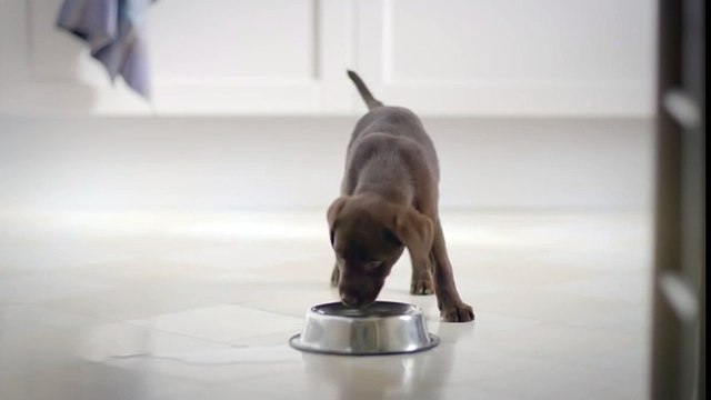 Bounty Paper Towels - Puppy Bowl