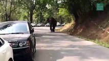 Pris de chagrin d'amour, un éléphant casse des voitures en Chine