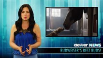 Budweiser Clydesdale Puppy Love Super Bowl 2014 Commercial