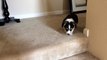 Corgi puppy going down stairs
