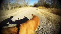 Dog meets her mom for first time since puppy-hood!